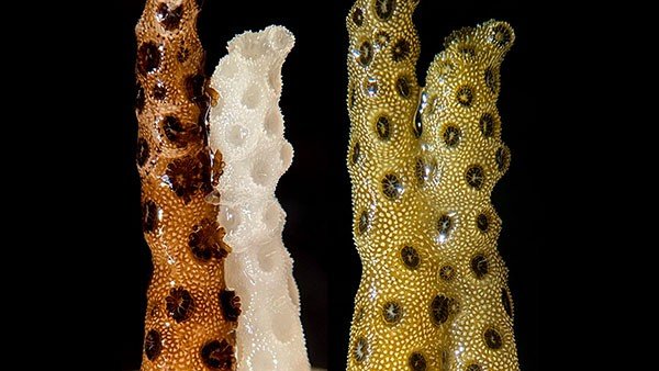 Side-by-side images of a bleached piece of Pocillopora damicornis coral touching a healthy piece at the beginning of an experiment (left) and after eight weeks (right). In the left-hand picture, the bleached coral is ghostly white. Eight weeks later, it has been fully restored.