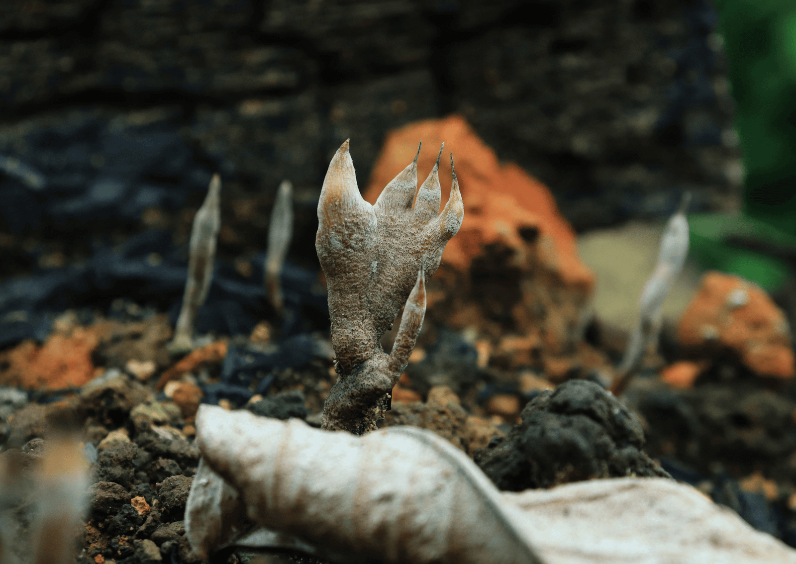 a white fungus that looks like a hand
