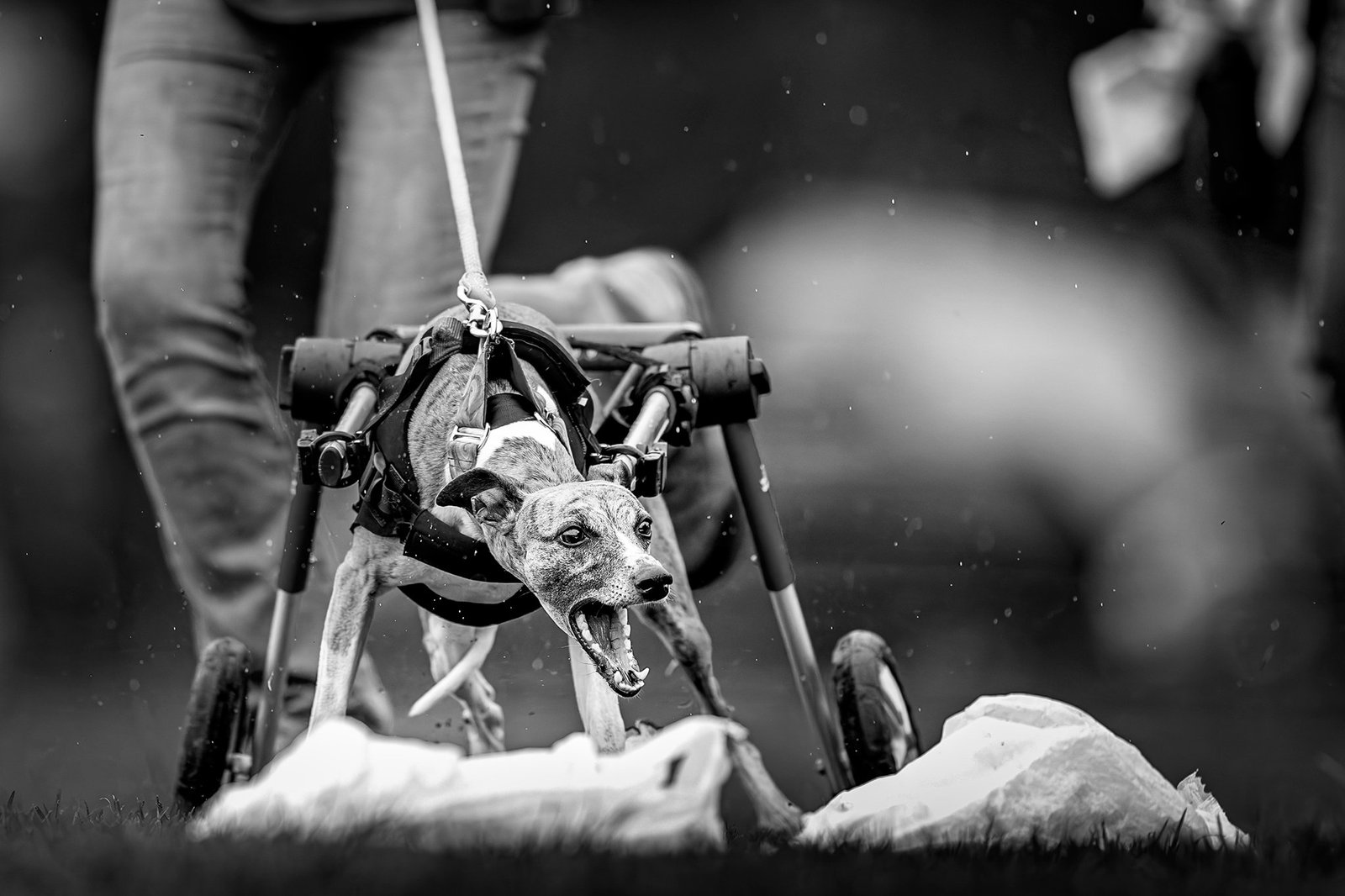 a dog with a wheelchair barks and runs