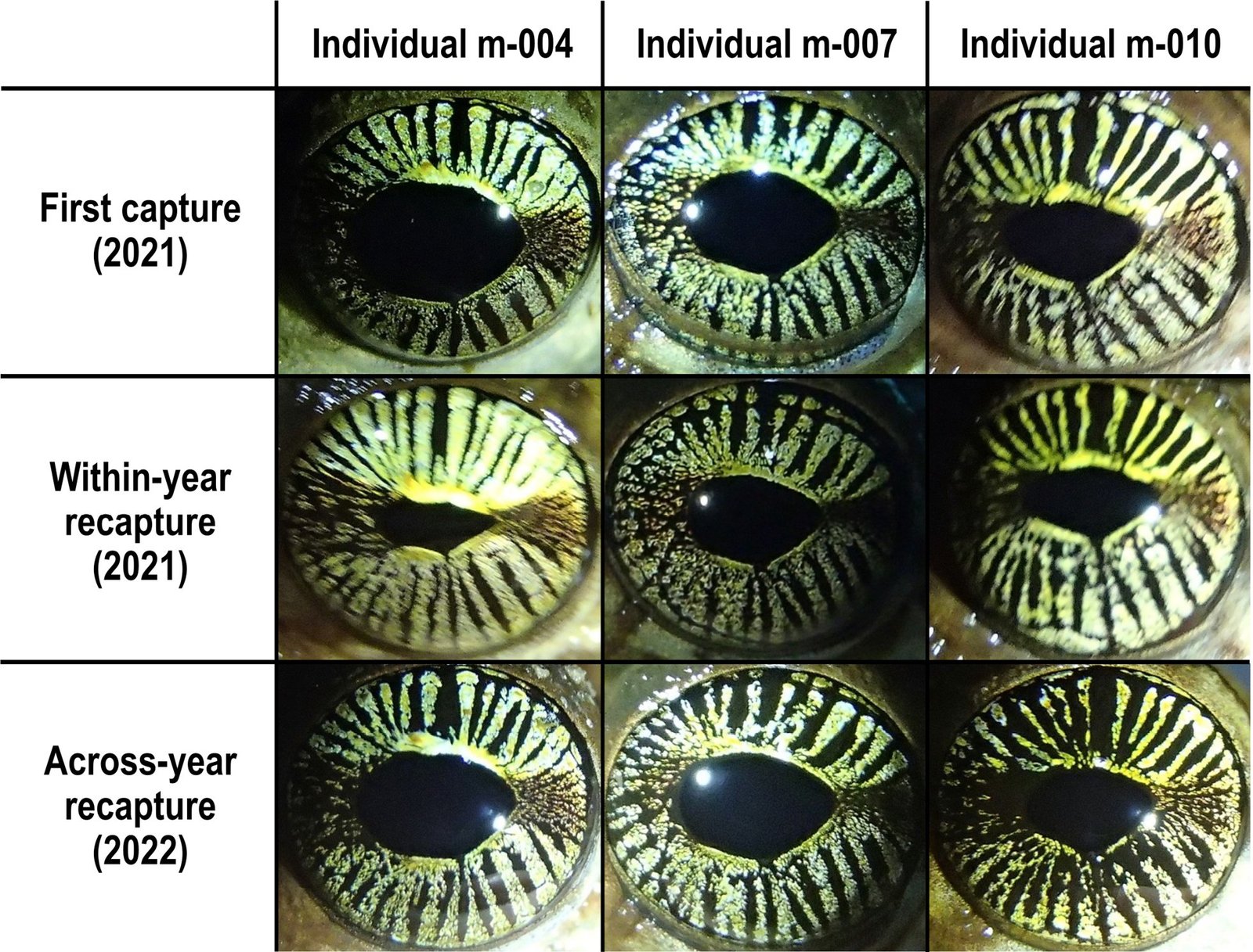 Example of the diversity of iris patterns from eight Osteocephalus oophagus individuals photographed in French Guiana (4°02’N, 52°41’W; Bongers et al. 2001) between March and May 2021, 2022, and 2023. Image: Mélissa Peignier et al., 2026.