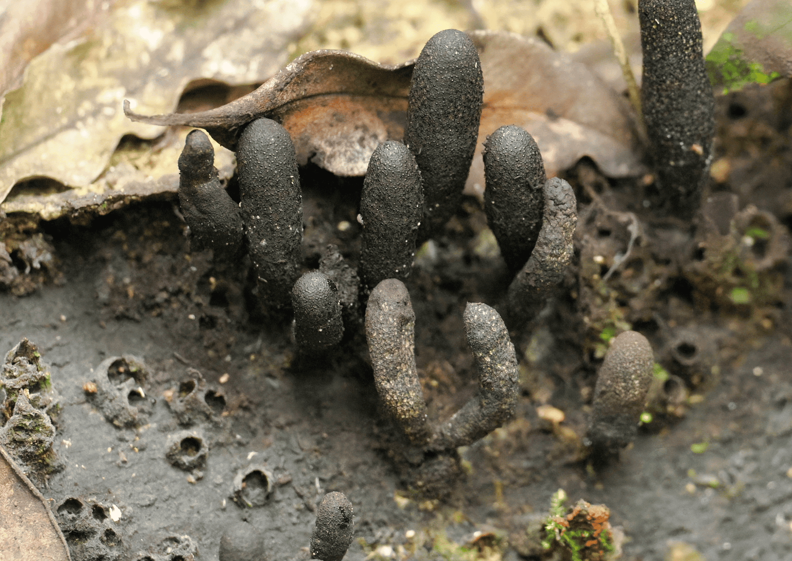a black fungus that looks like fingers coming out of the dirt