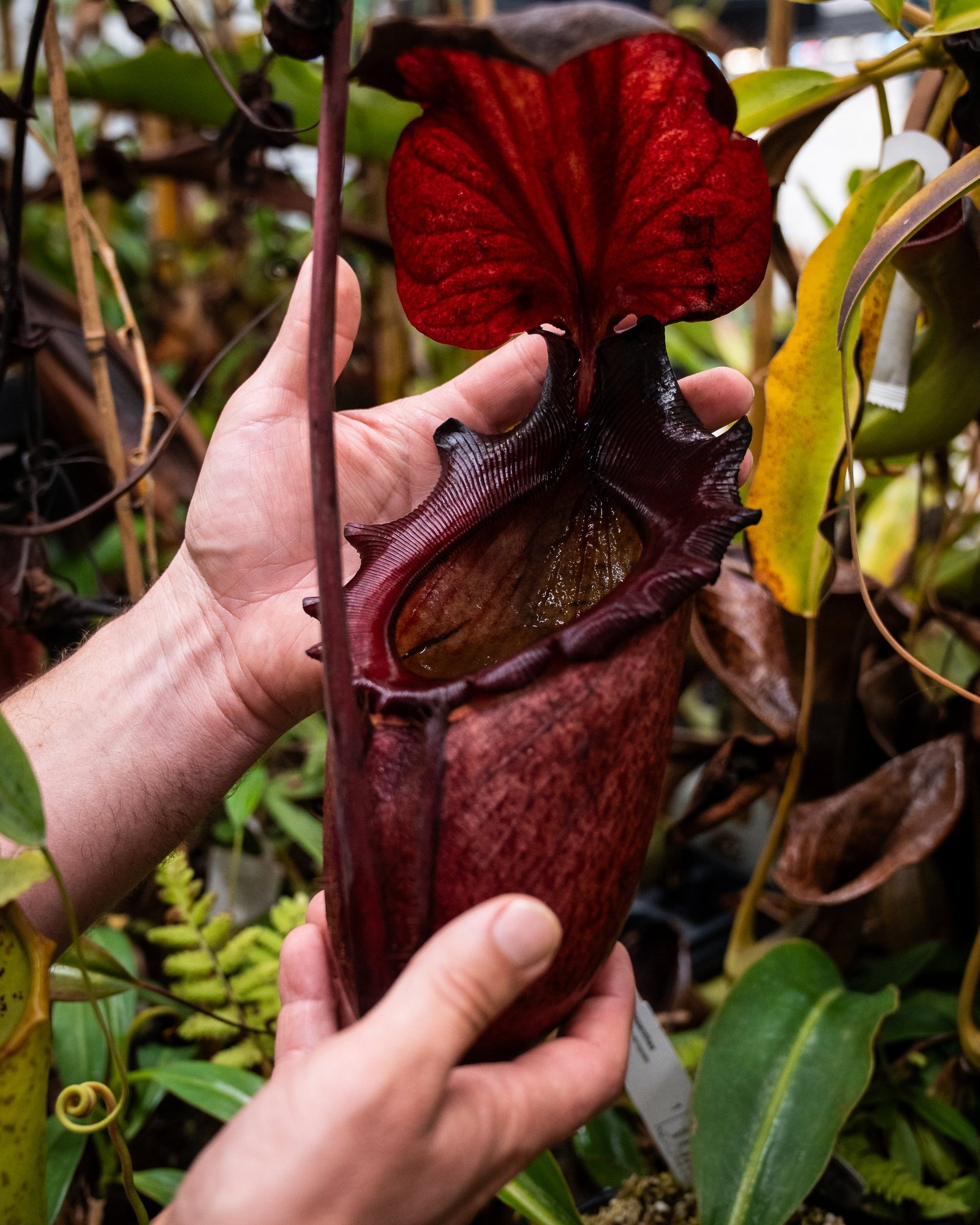 White person's hand carefully holds giant montane pitcher plant.
