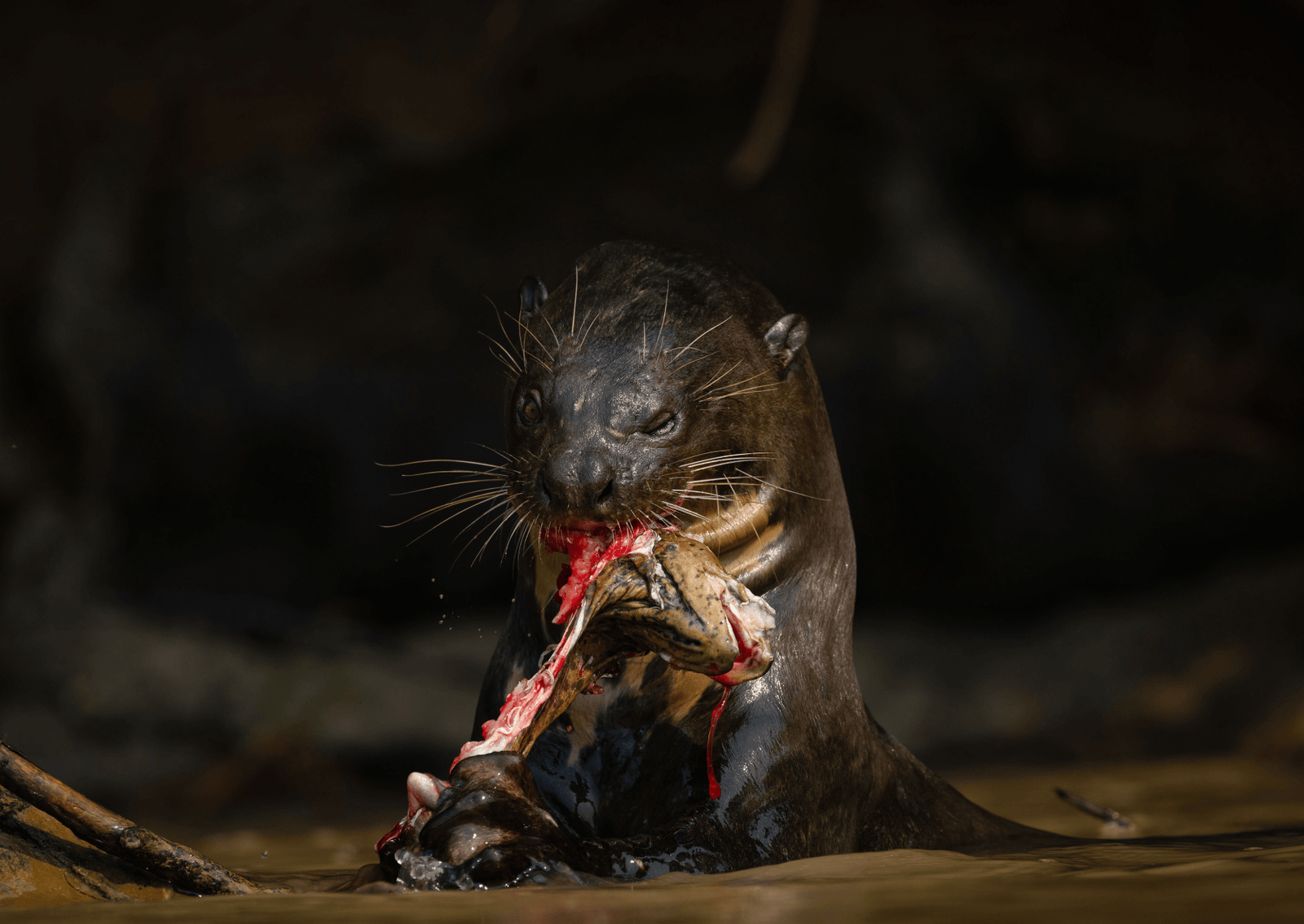 a giant otter eating an eel