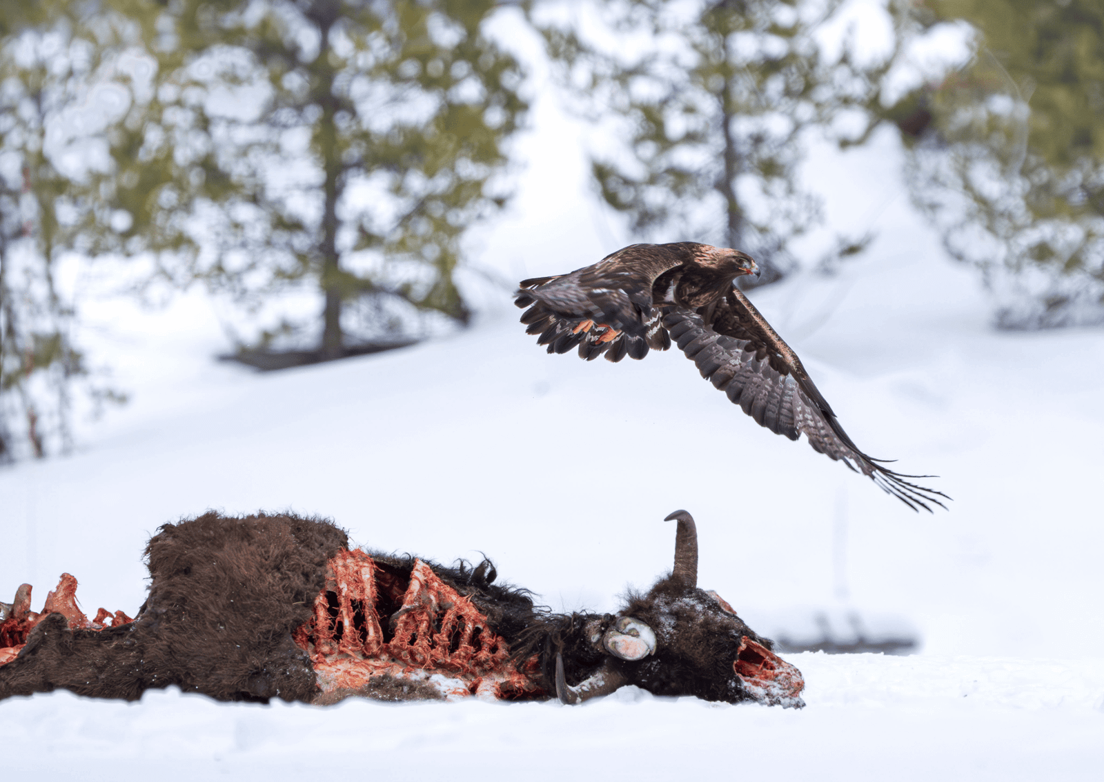 an eagle eating a very picked apart bison carcass in the snow