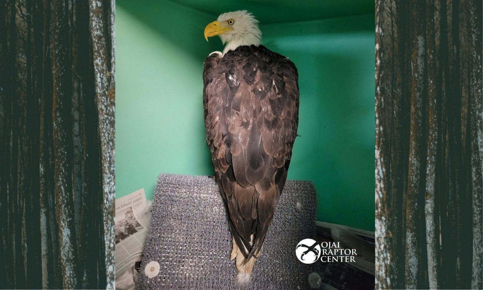 a bald eagle standing on a perch inside