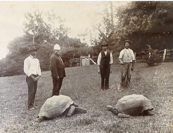 a black and white photo of four men standing by two giant tortoises