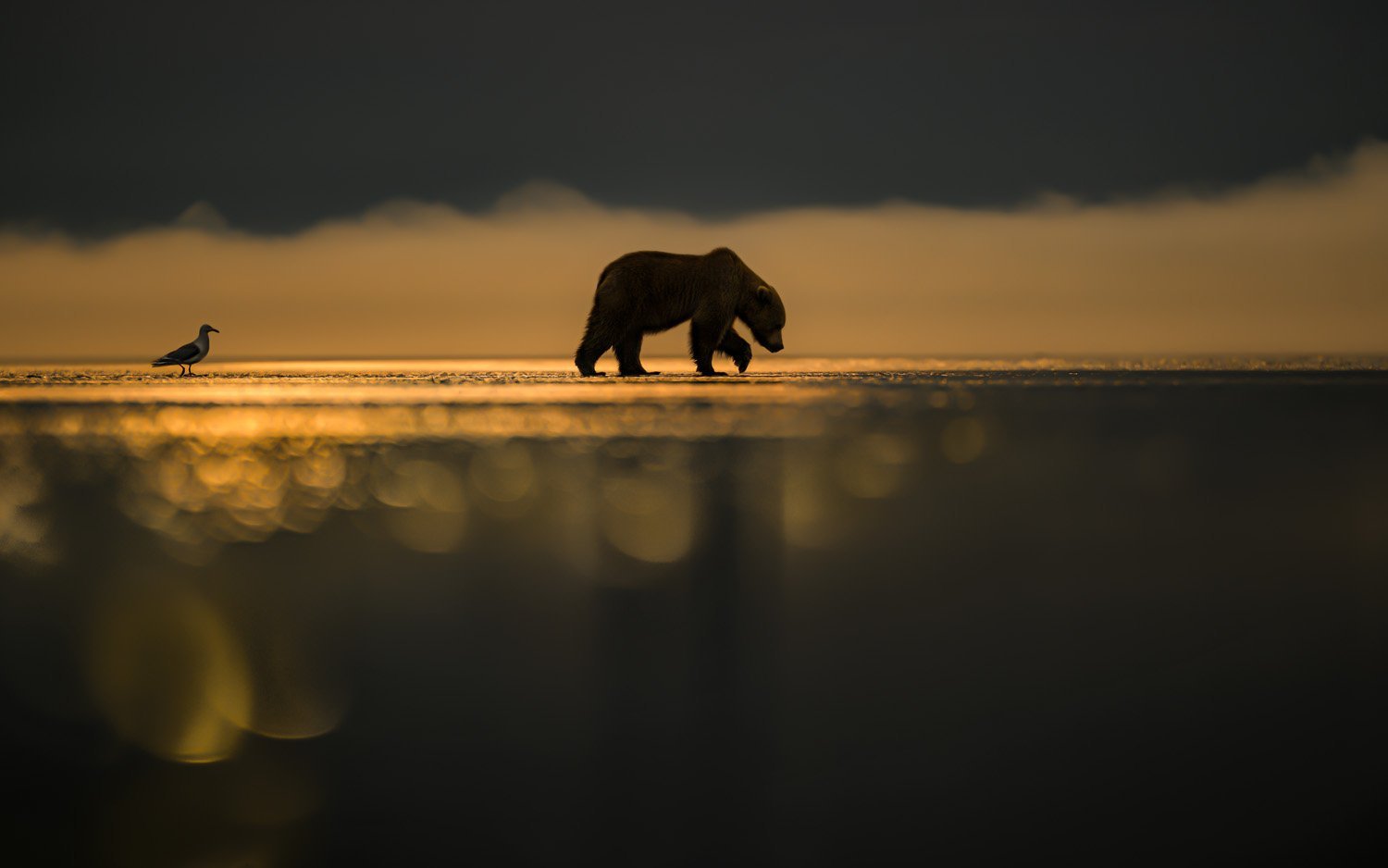 a grizzly bear at sunset