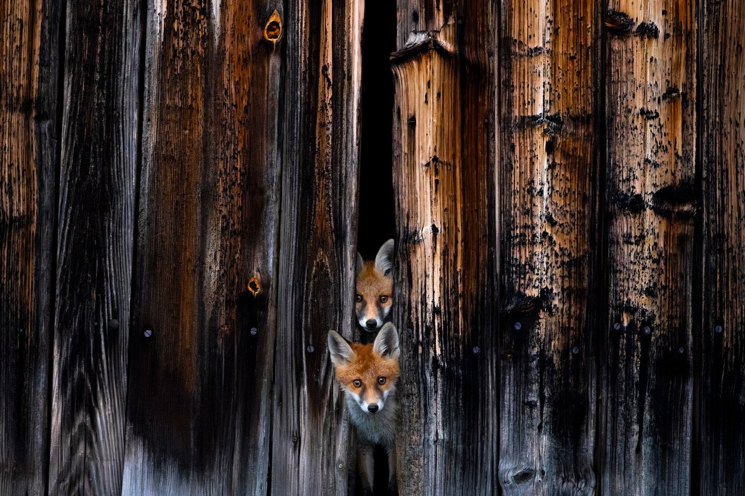 two foxes look out