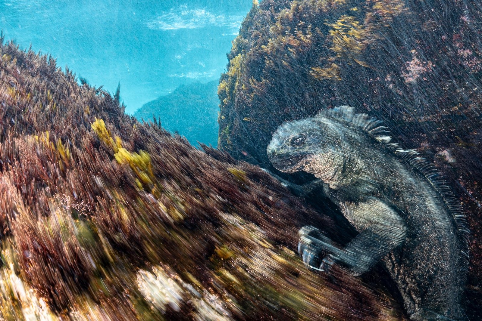 Marine iguana foraging underwater with a slow shutter effect displaying the water movement. Despite their threatening appearance, marine iguanas are a vegetarian species who allow an intimate approach by humans both above and below water. Location: Galapagos Islands, Ecuador