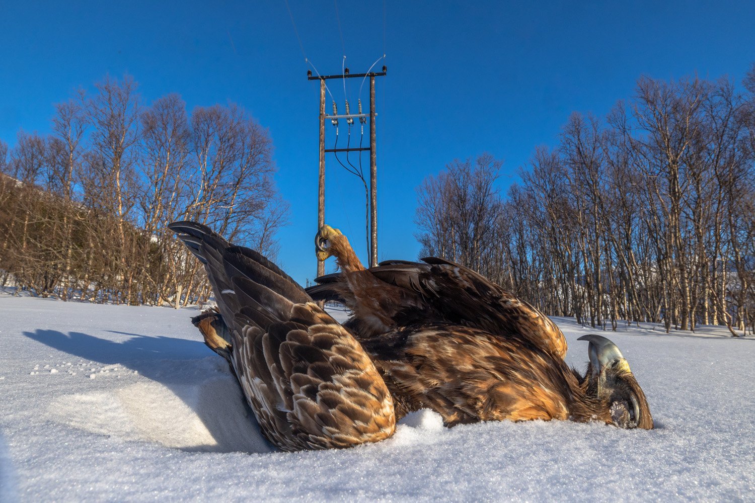 golden eagle dead in the snow