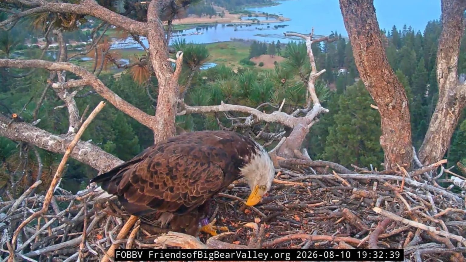 bald eagle bowing in nest