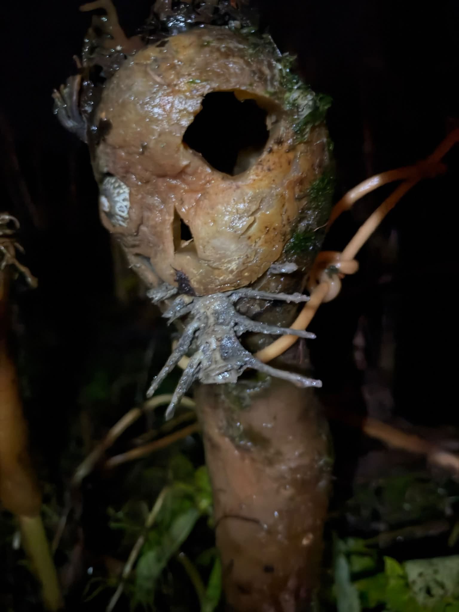 a sculpture made of kelp
