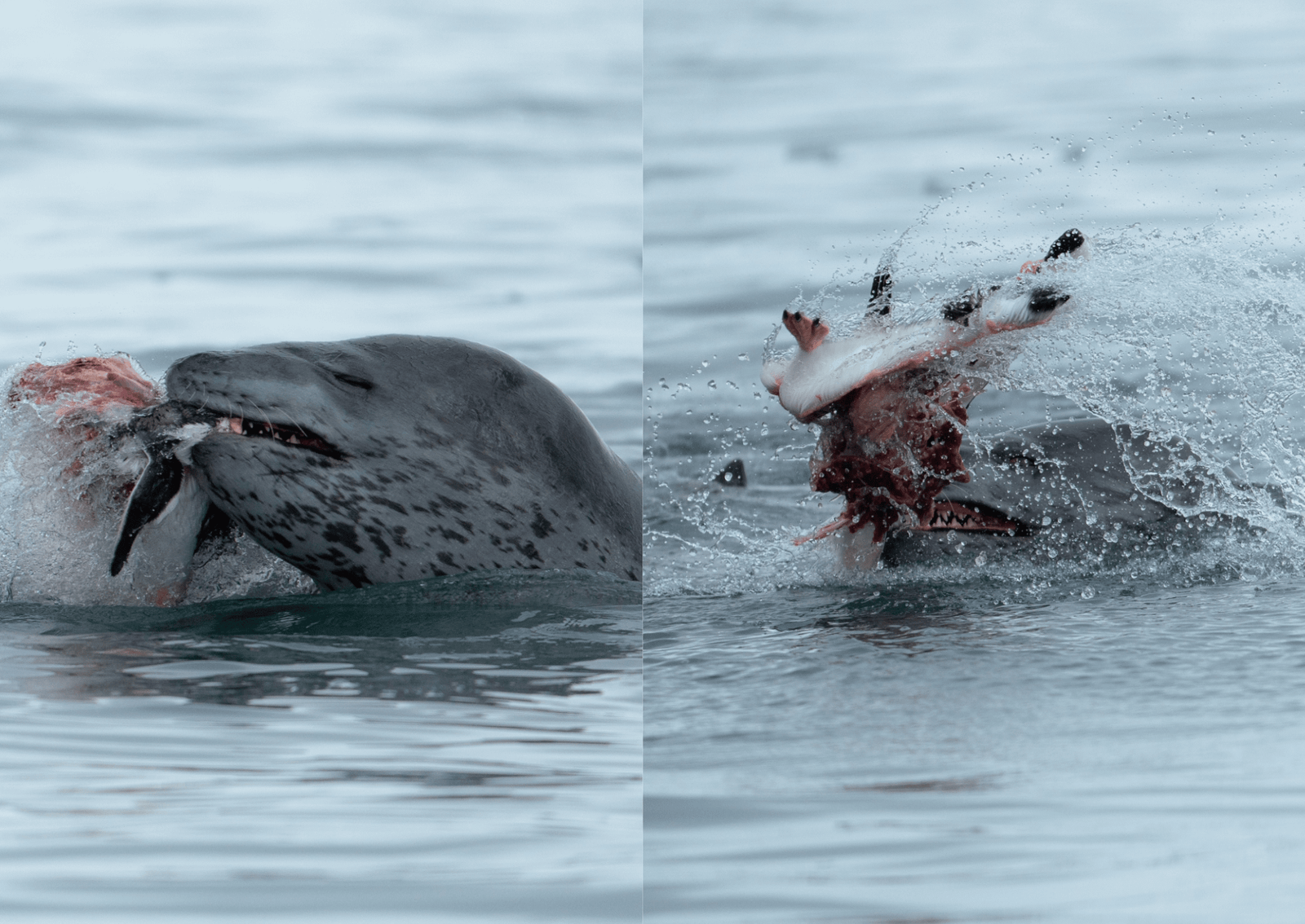 leopard seal hunting a penguin