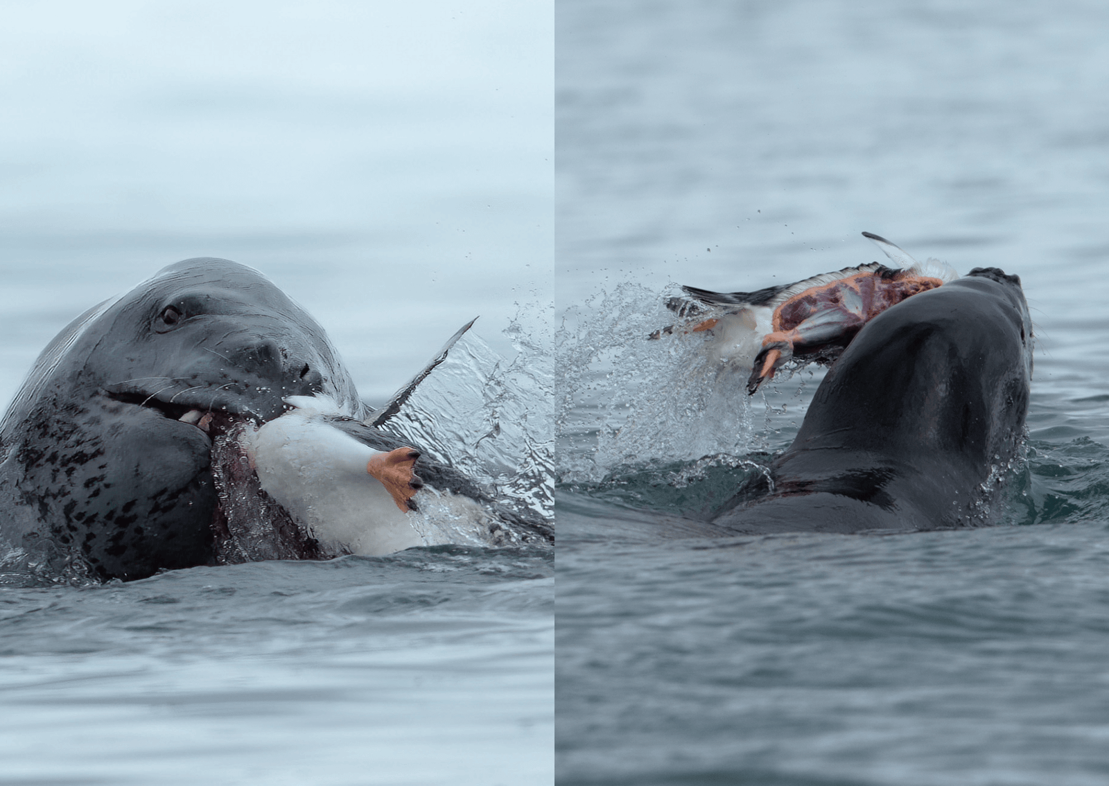 leopard seal hunting a penguin