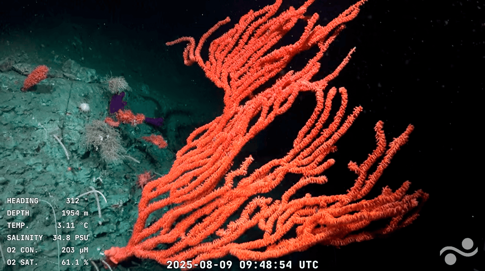 orange coral in a deep-sea canyon
