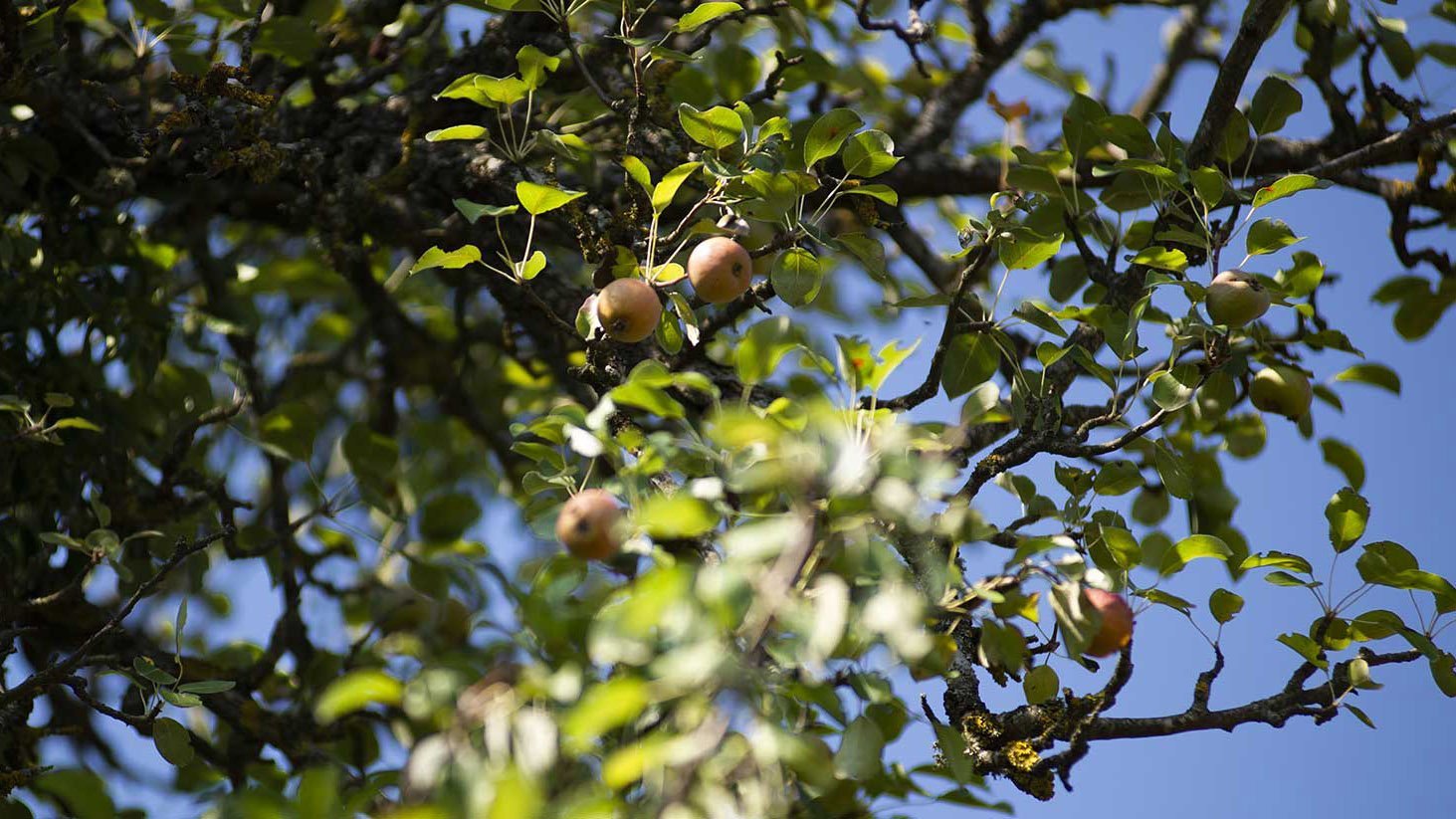 Fruit tree branches photographed from below showing reddish green pears.