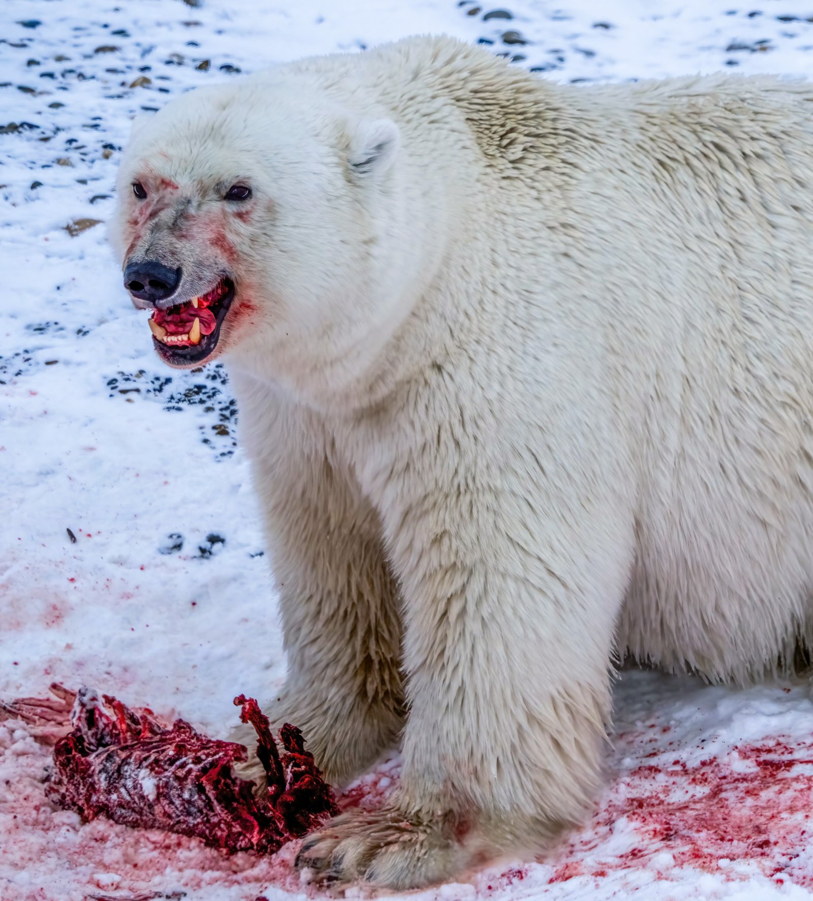 a polar bear growls with blood all over its mouth and a carcass at its feet