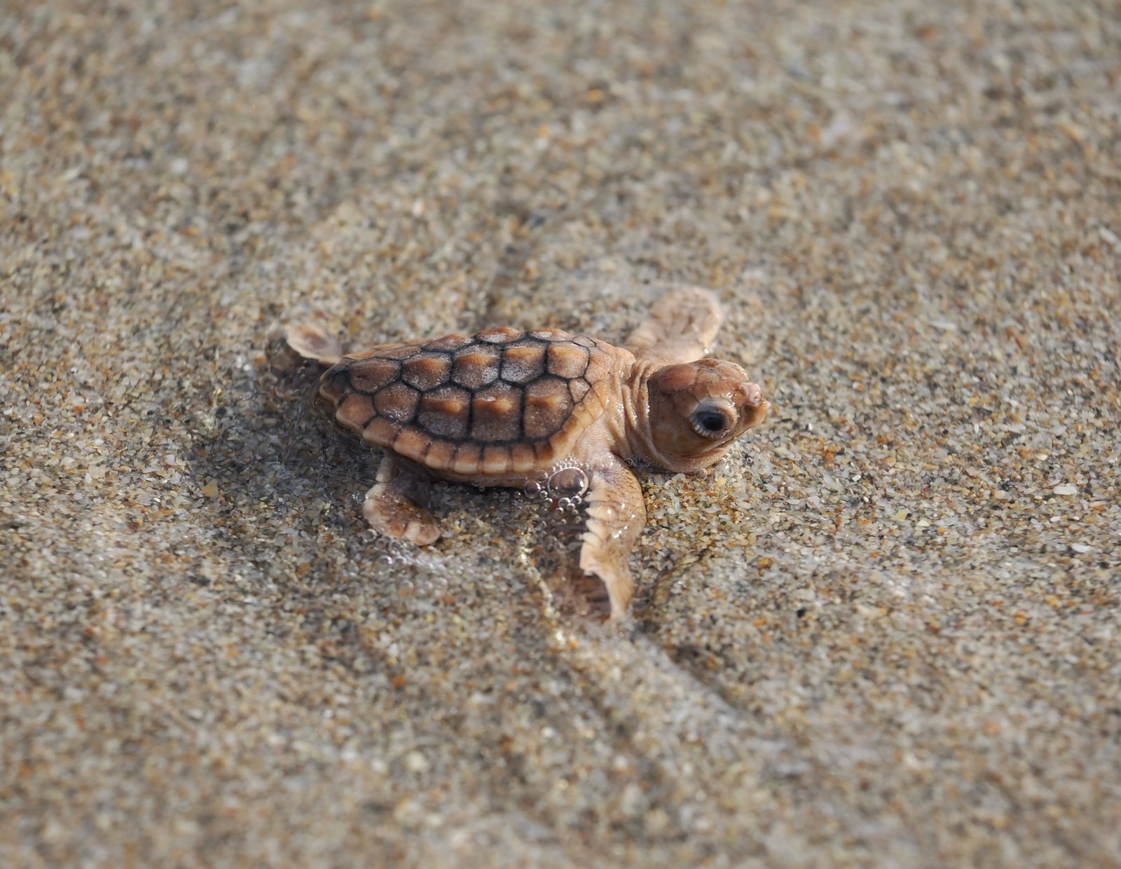 a sea turtle hatchling with subtle orange color on the sand
