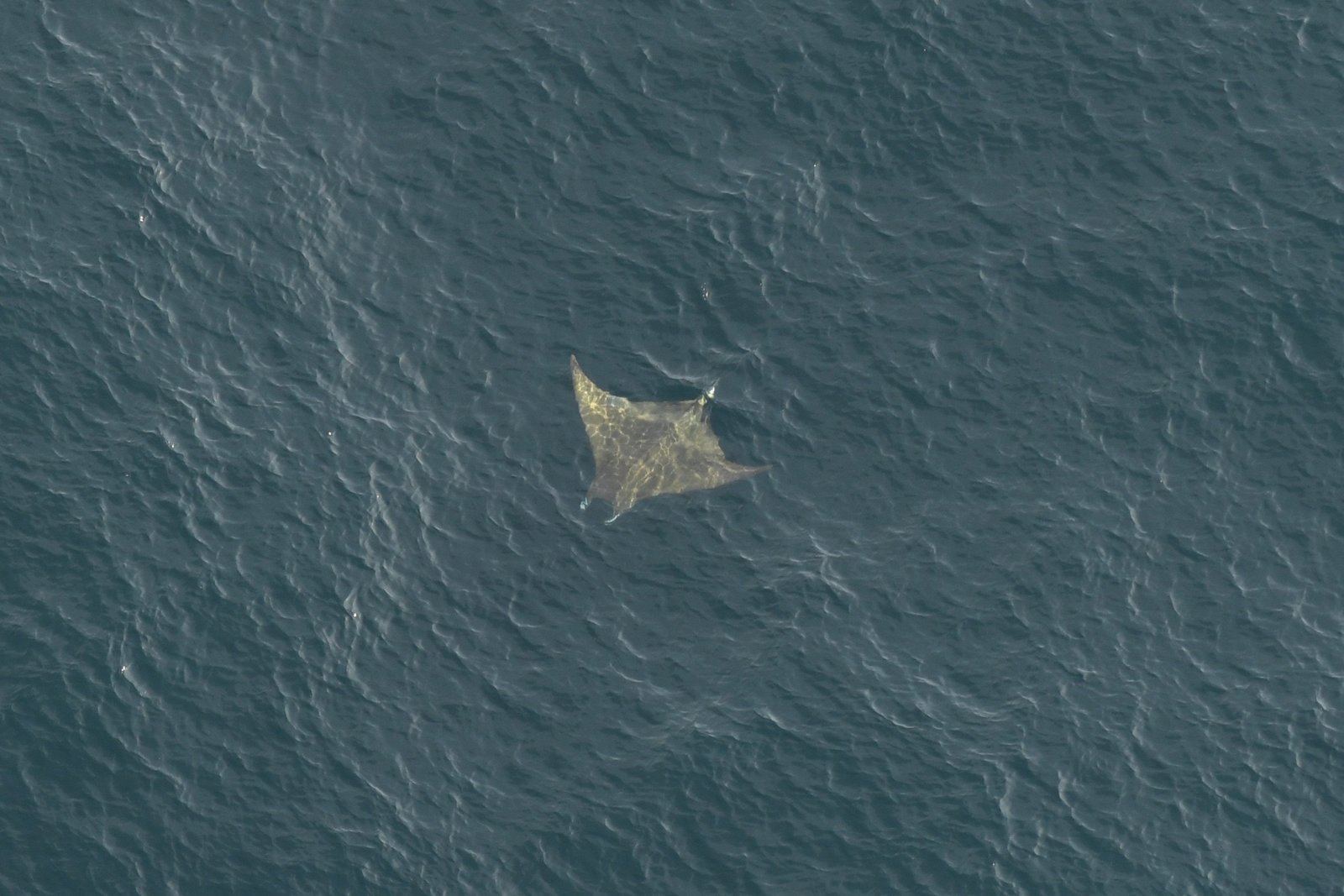 a large devil ray swims in the ocean
