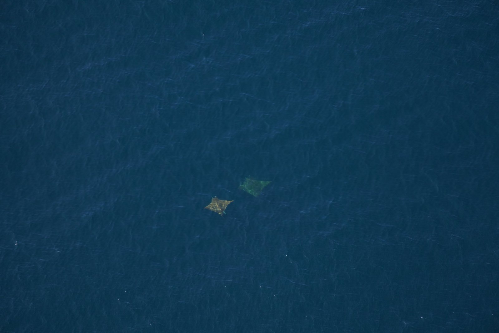 two large rays swimming in the ocean