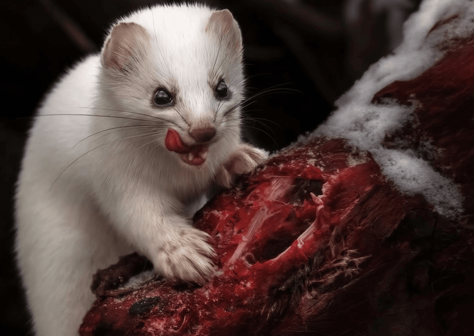 a small white weasel eating a meal covered with blood