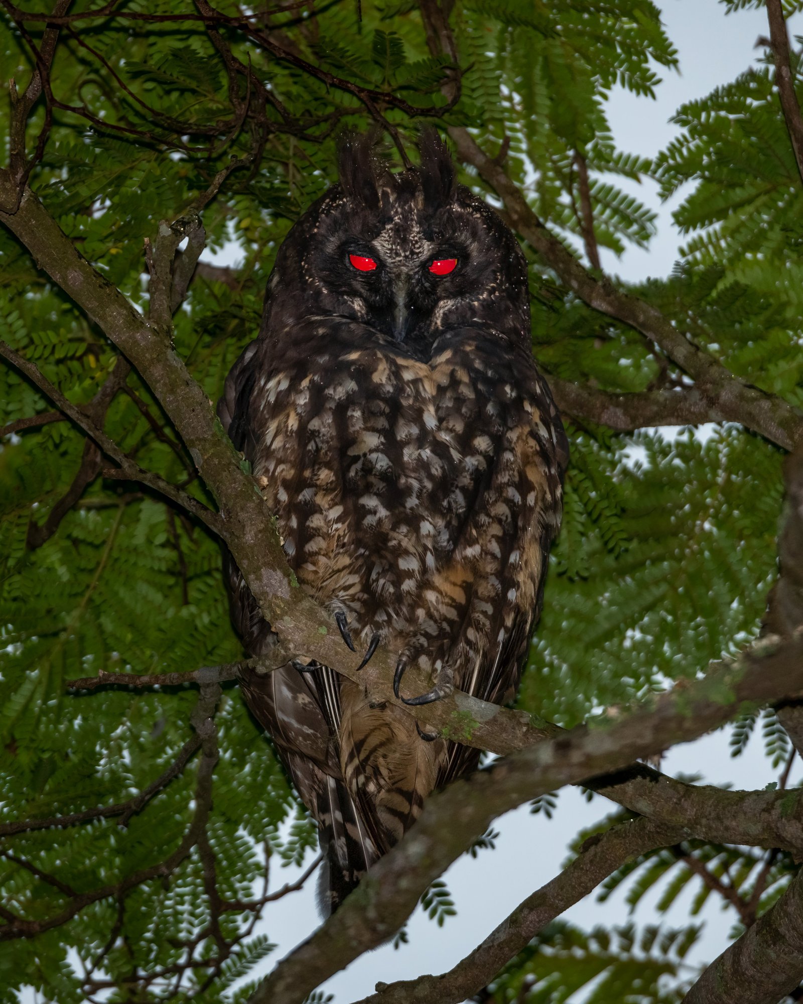 an owl with bright red eyes in a tree