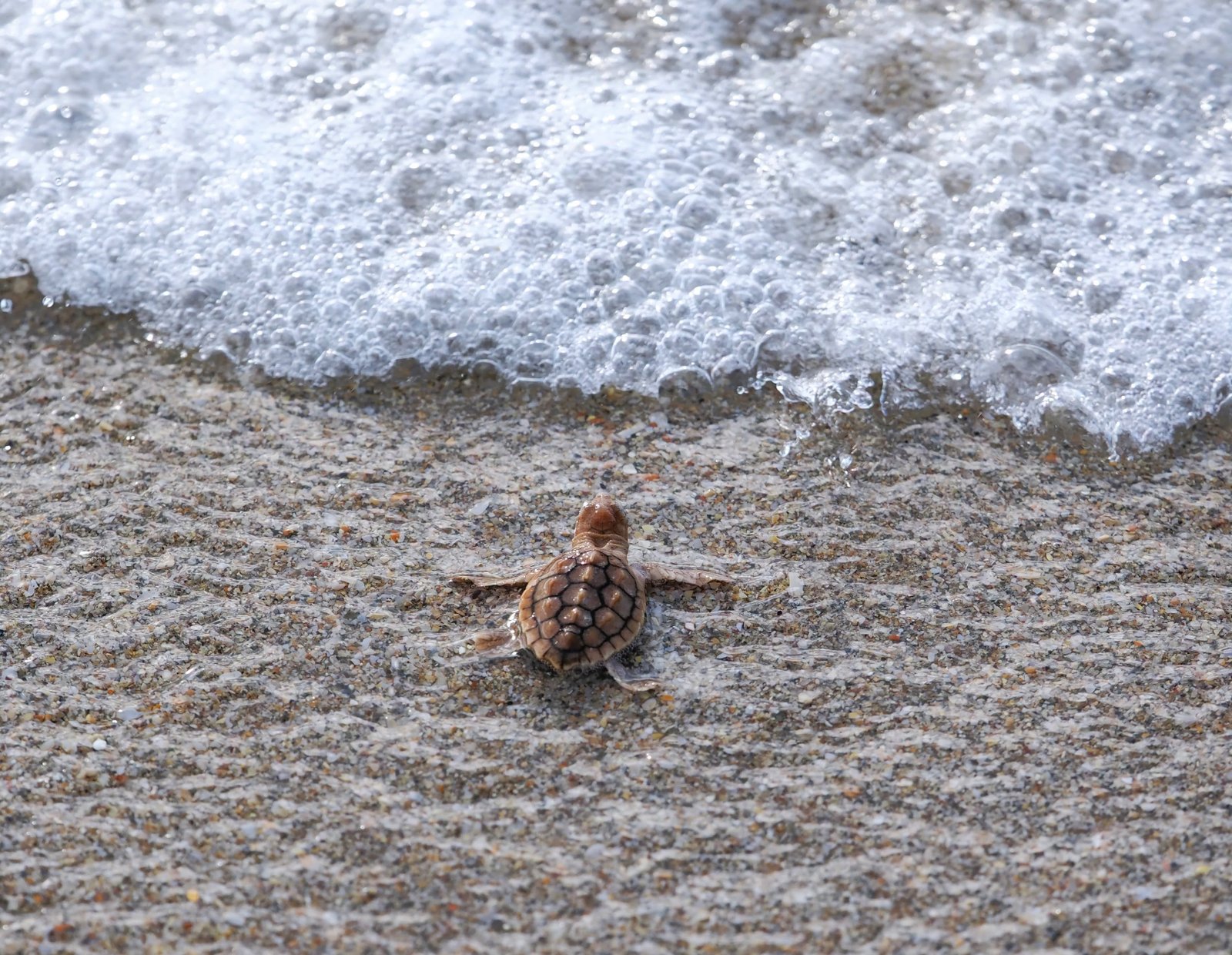 a turtle hatchling heading into the ocean