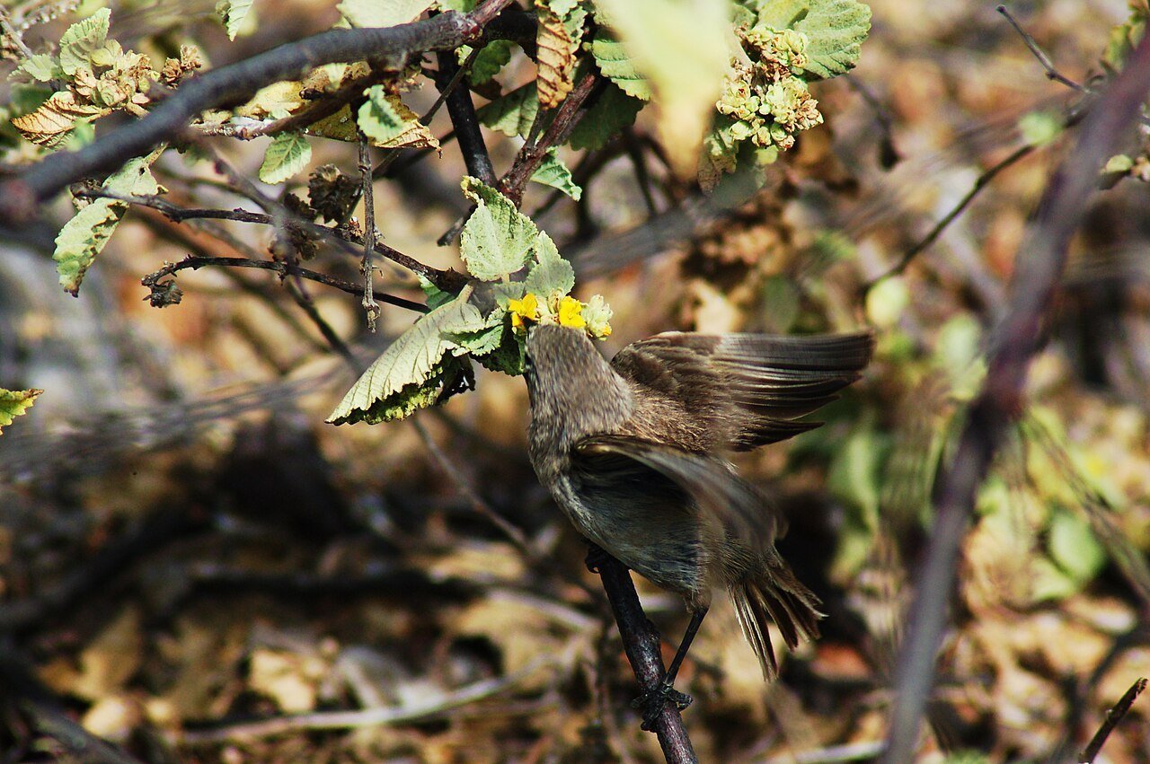 small brown birds eats from flower.