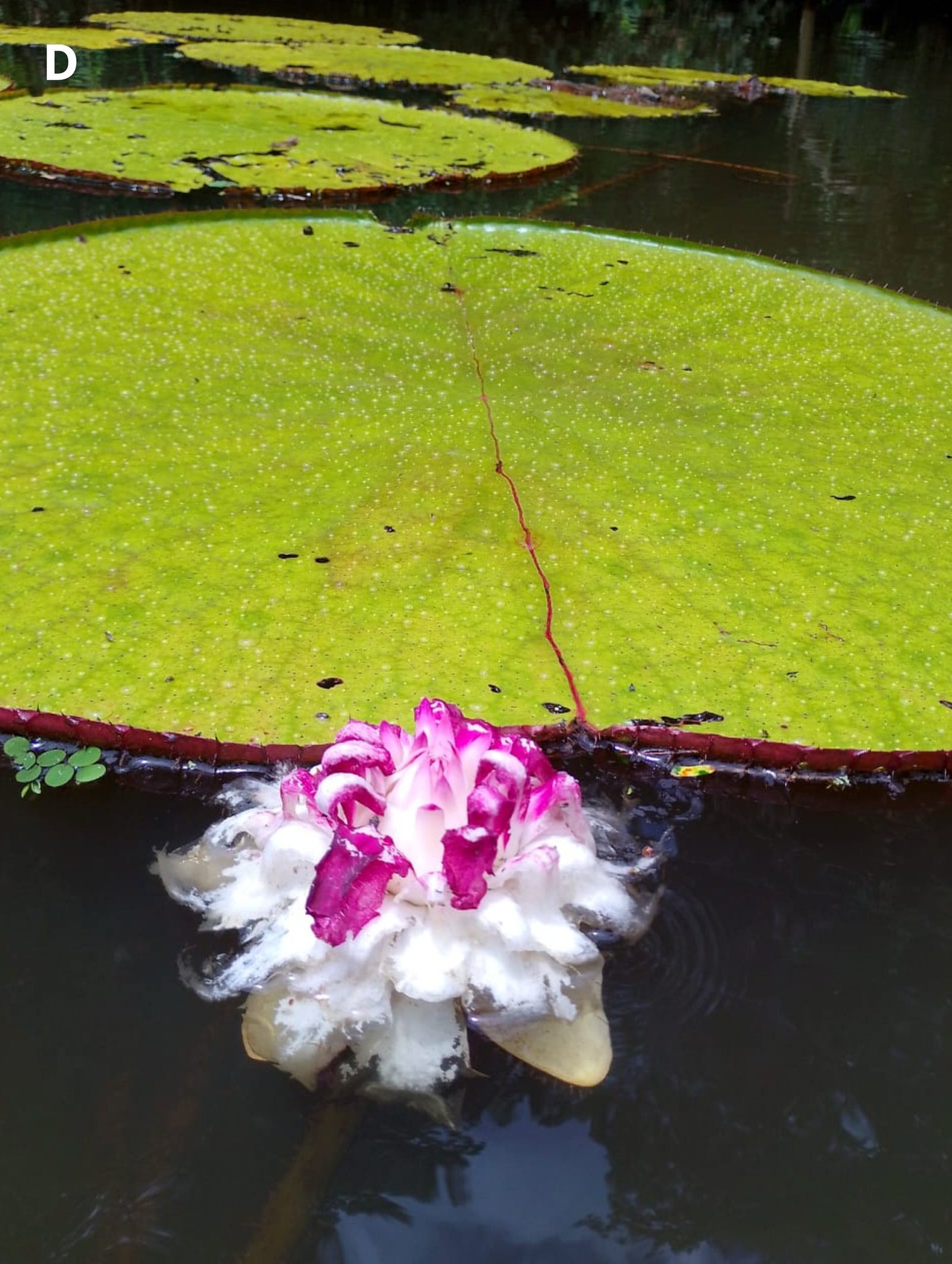 a large green lilypad next to a lilypad pud with a white and purple flower