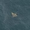 ‘One of the ocean’s best-kept secrets’ spotted near Massachusetts