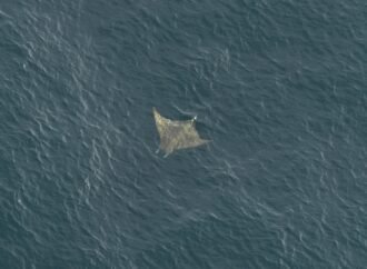 ‘One of the ocean’s best-kept secrets’ spotted near Massachusetts